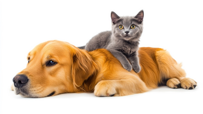 dog and cat